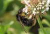 Bombus soroeensis proteus